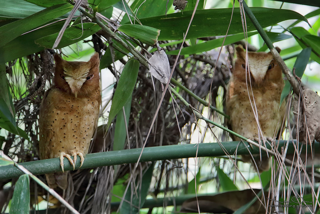 SERENDIB SCOPS OWL (Otus thilohoffmanni) - Stäng / close